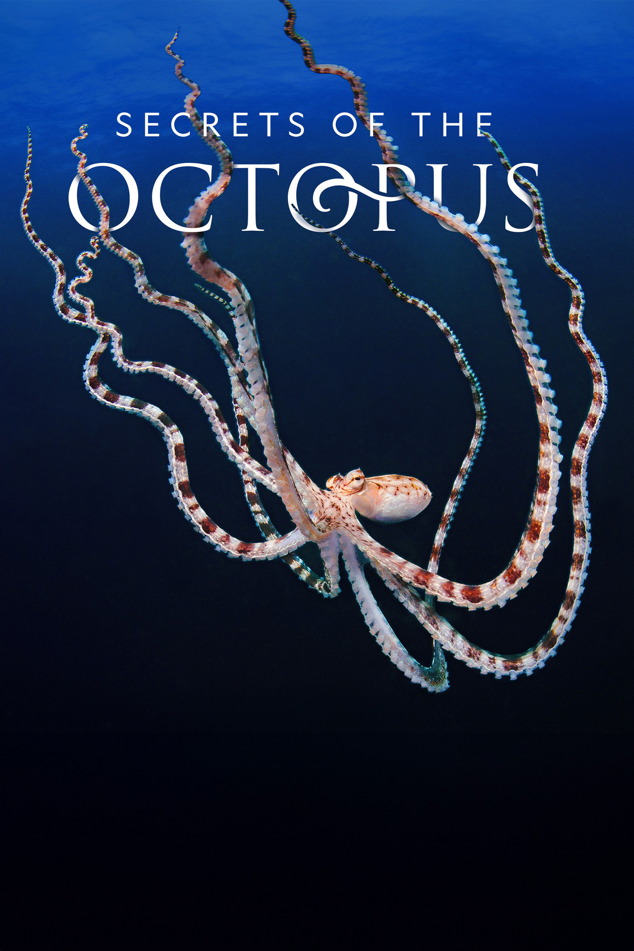 Pôster de Secrets of the Octopus