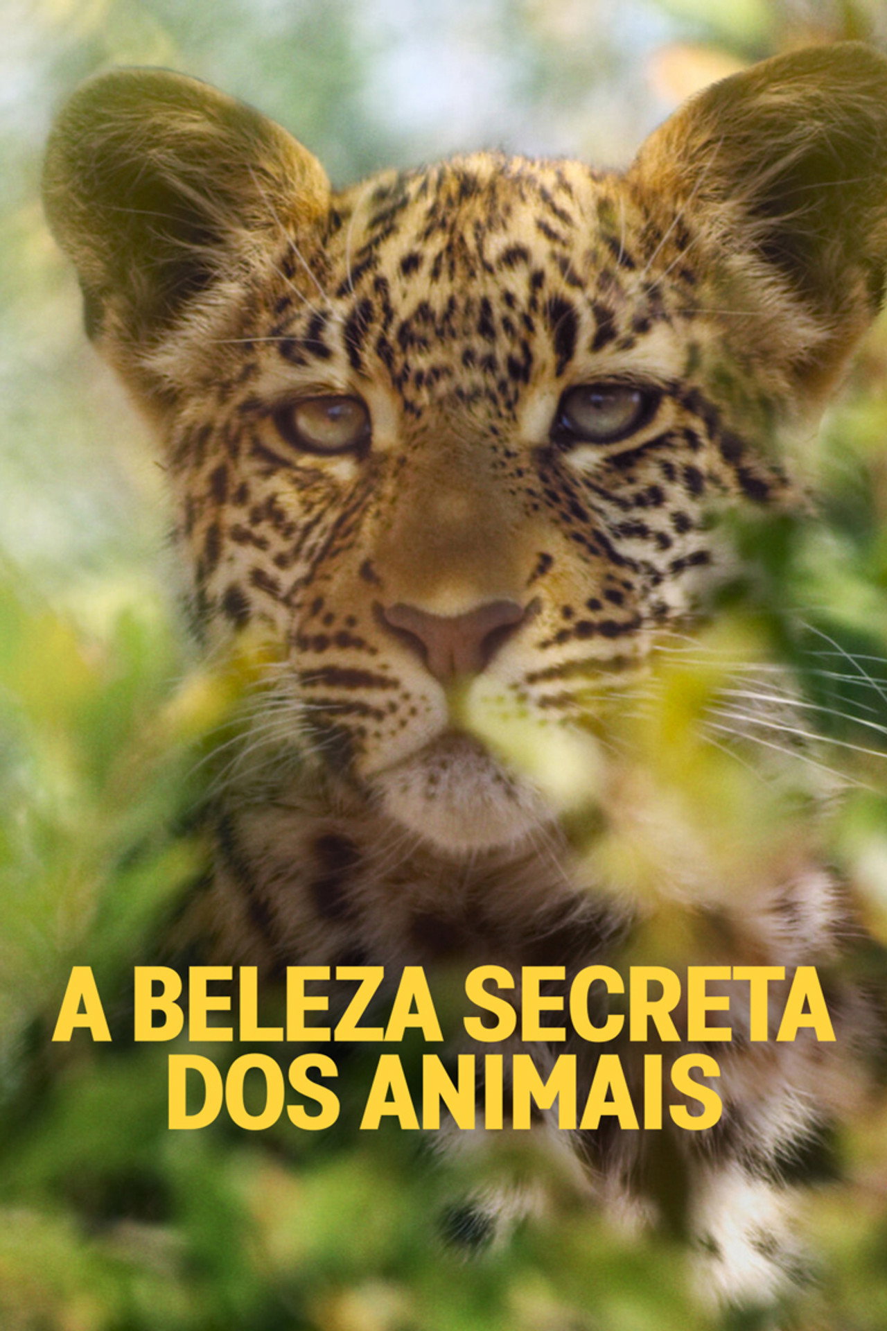 Pôster de A Beleza Secreta dos Animais