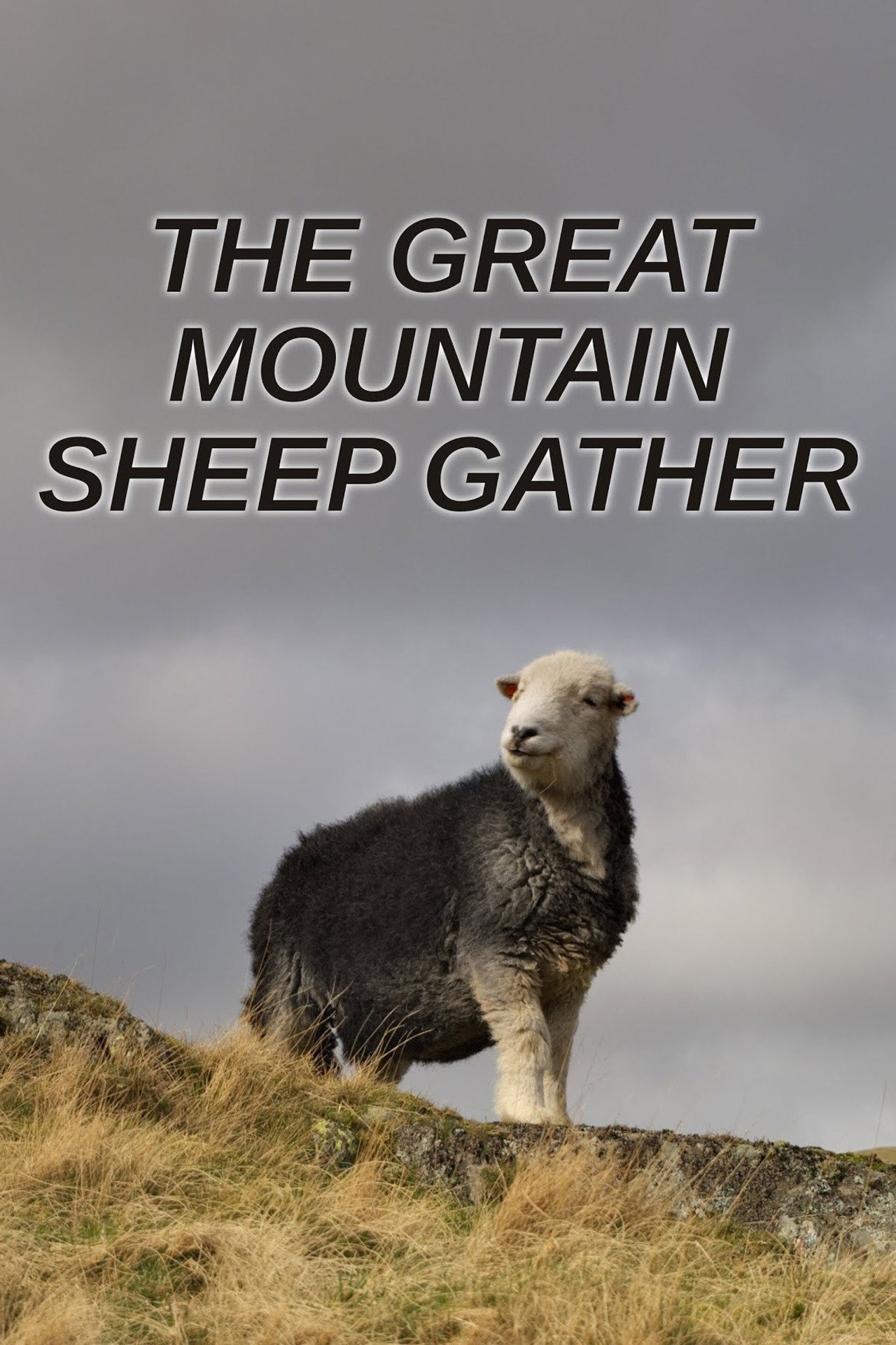 Pôster de The Great Mountain Sheep Gather
