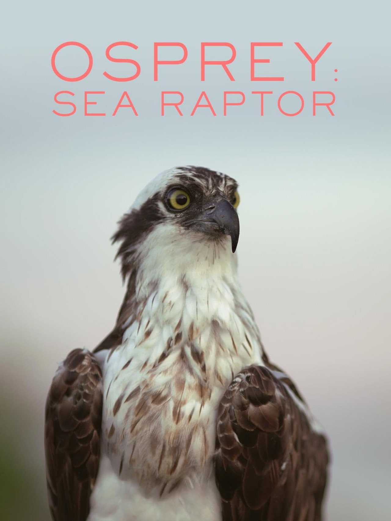 Pôster de Osprey: Sea Raptor