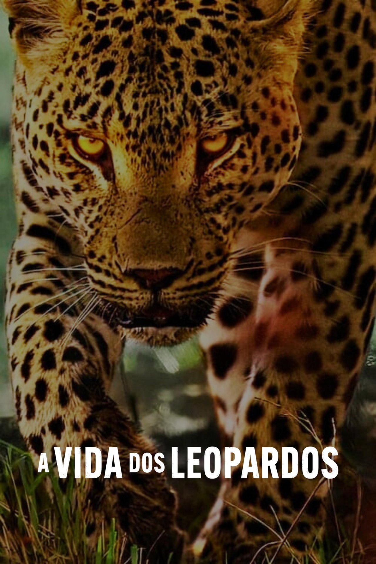 Pôster de A Vida dos Leopardos