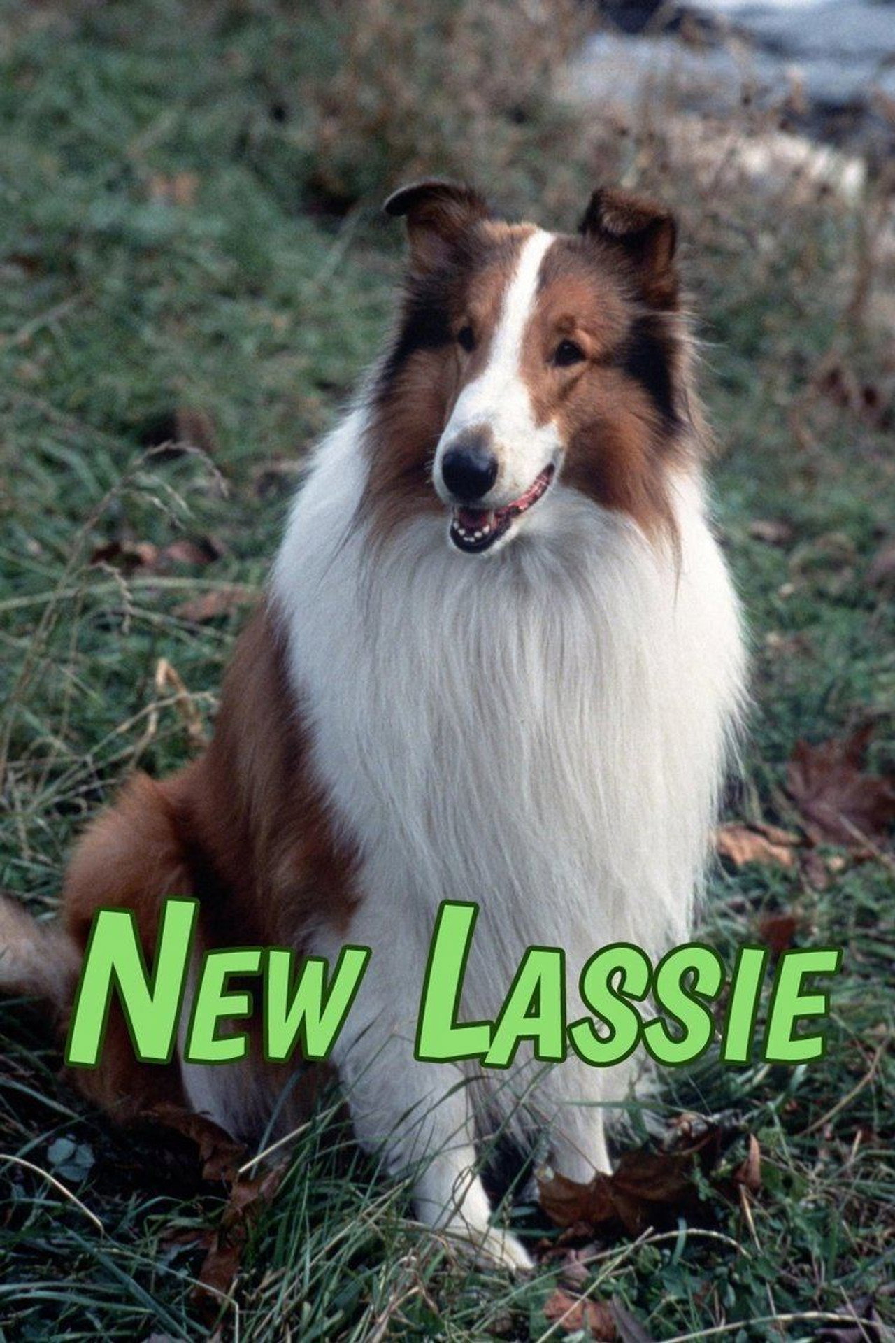 Pôster de As Novas Aventuras de Lassie