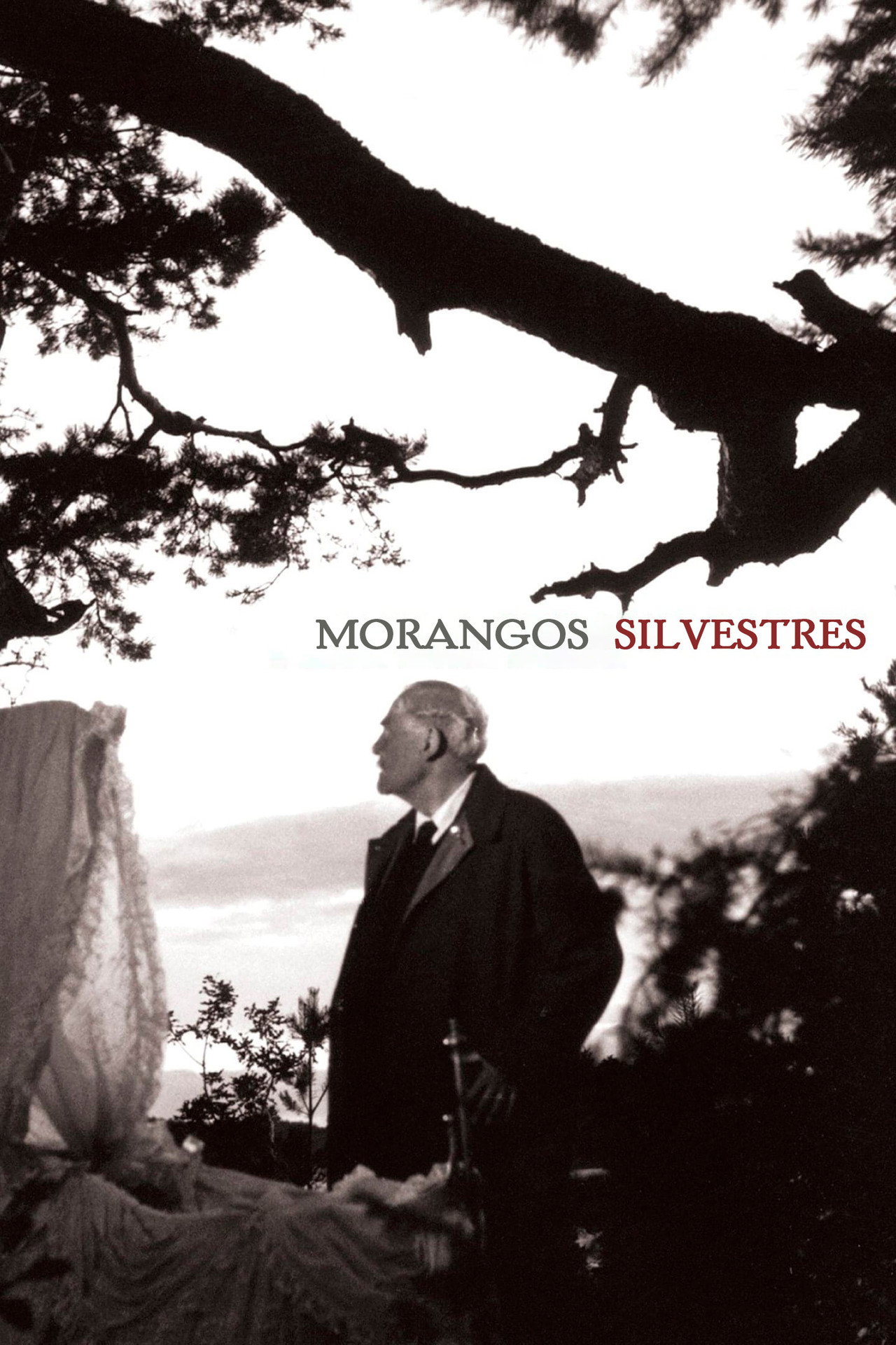 Pôster de Morangos Silvestres