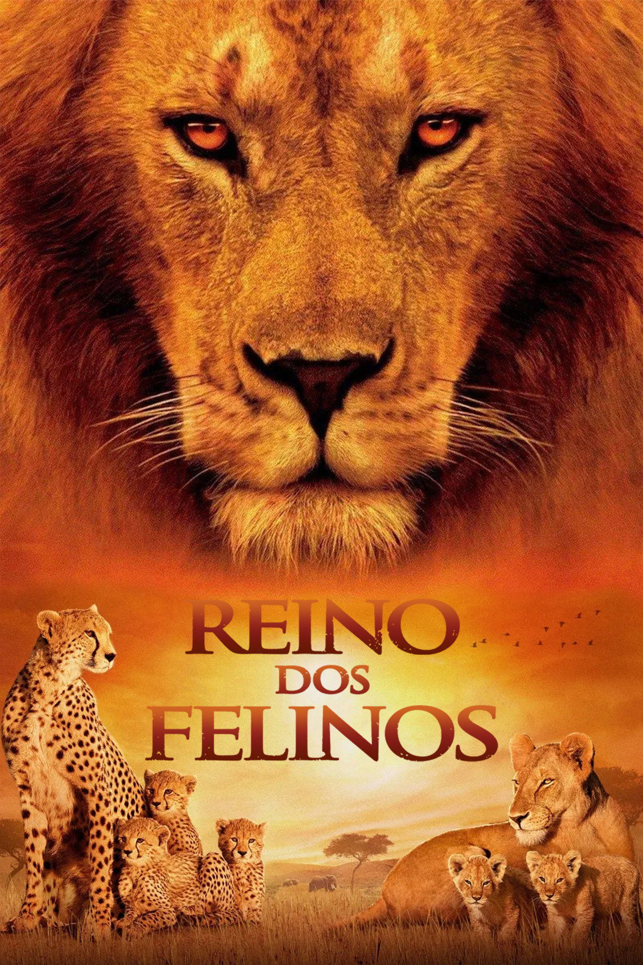 Pôster de Reino dos Felinos