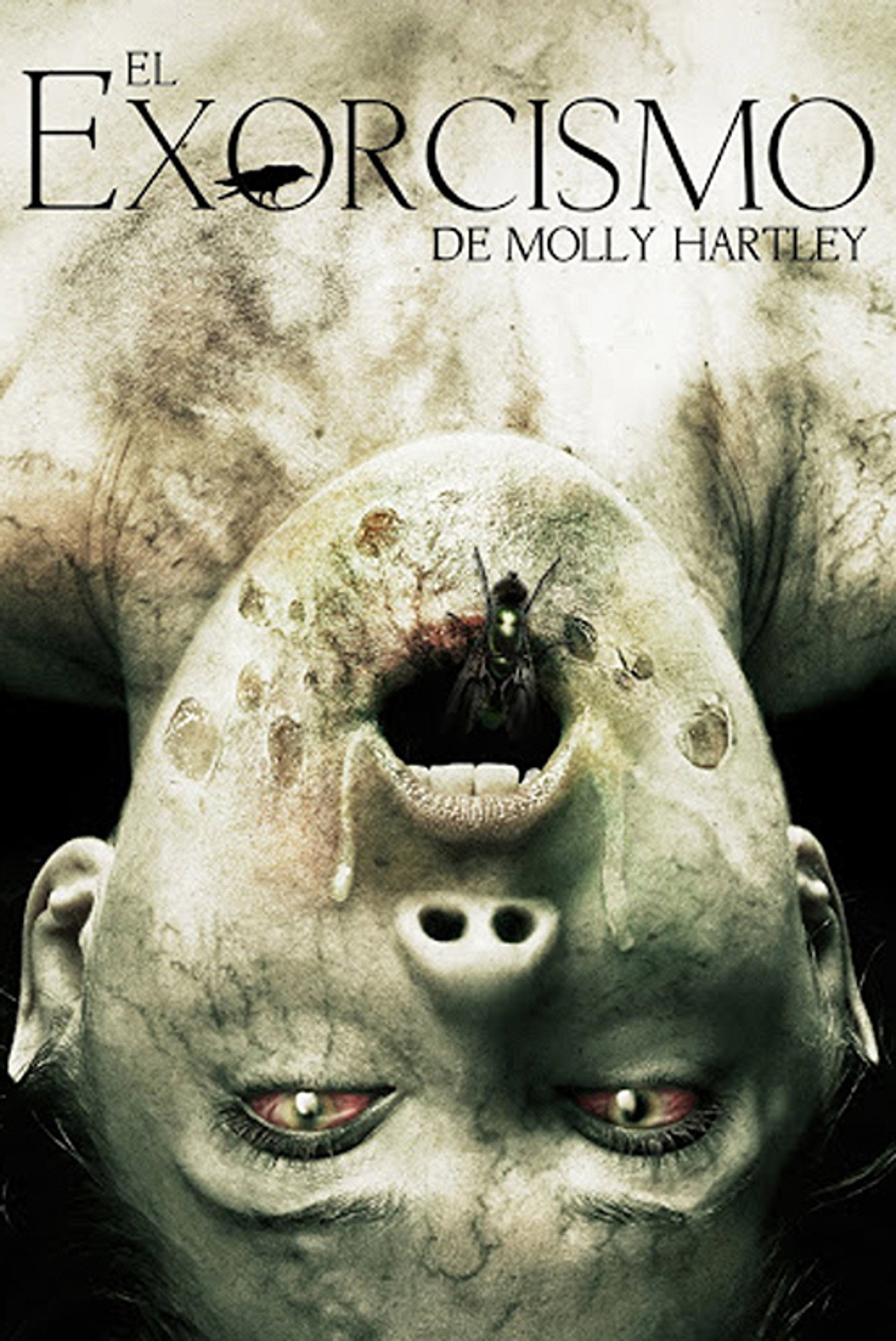 Pôster de O Exorcismo de Molly Hartley
