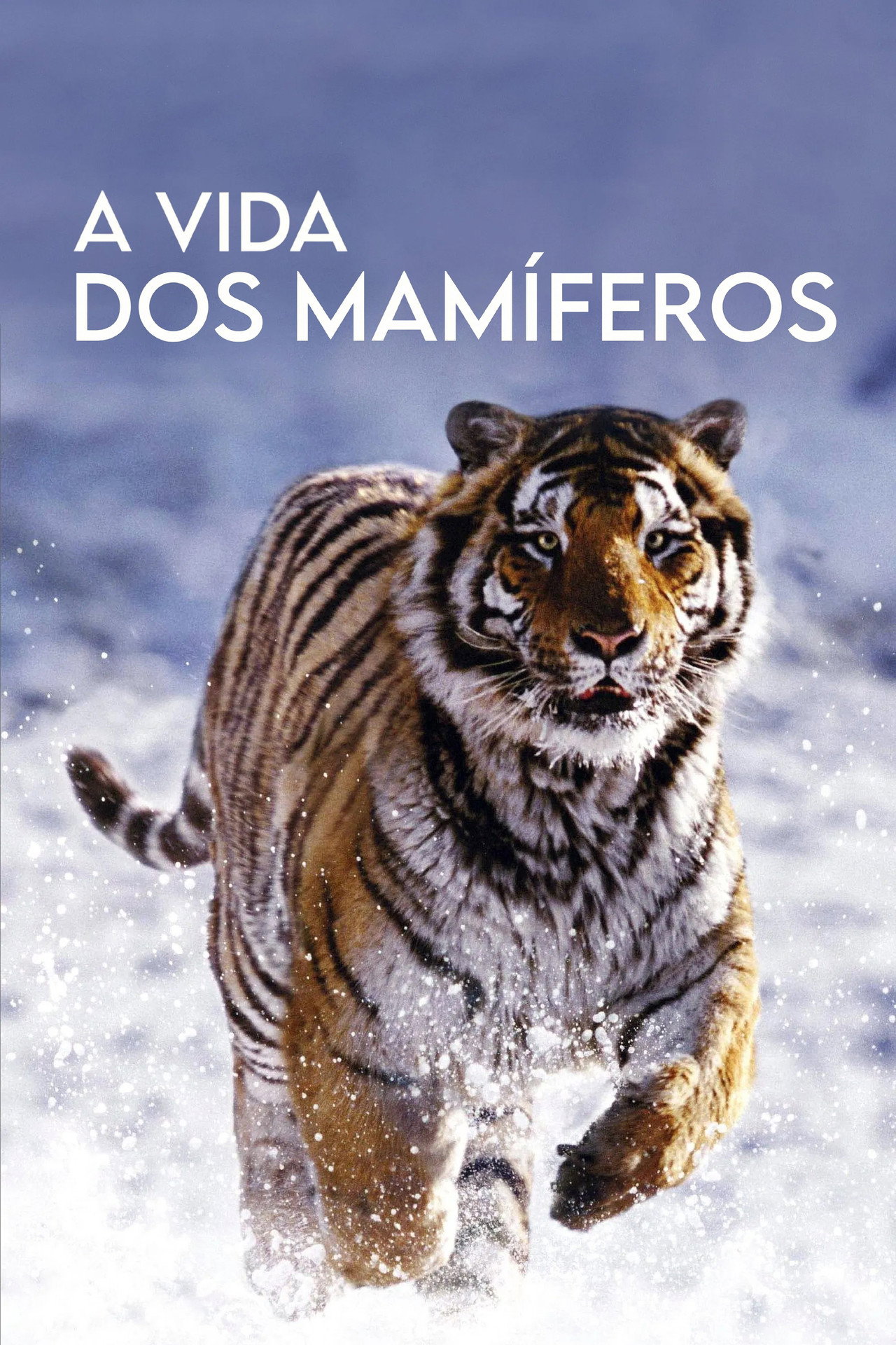 Pôster de A Vida dos Mamíferos