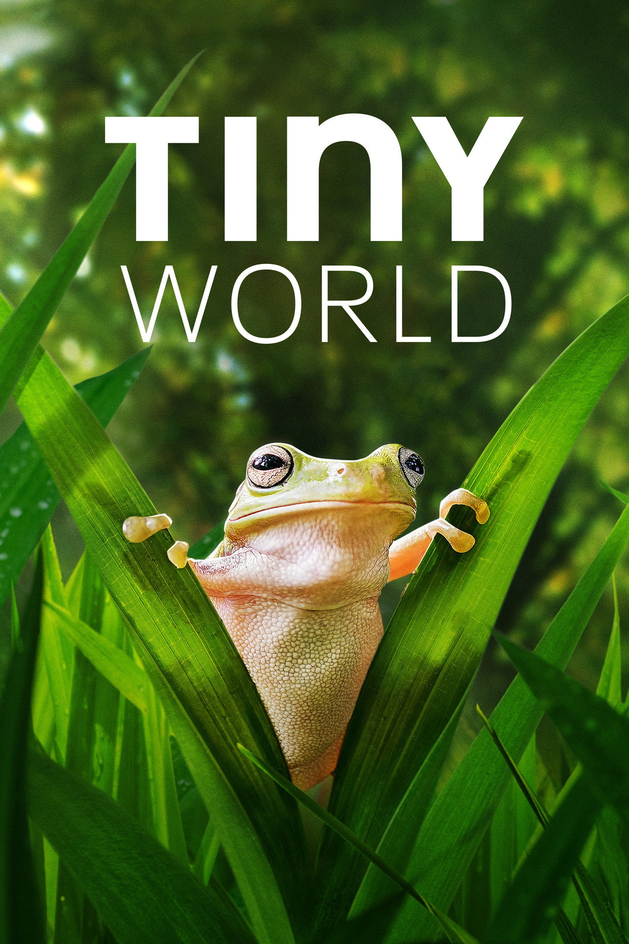 Pôster de Tiny World