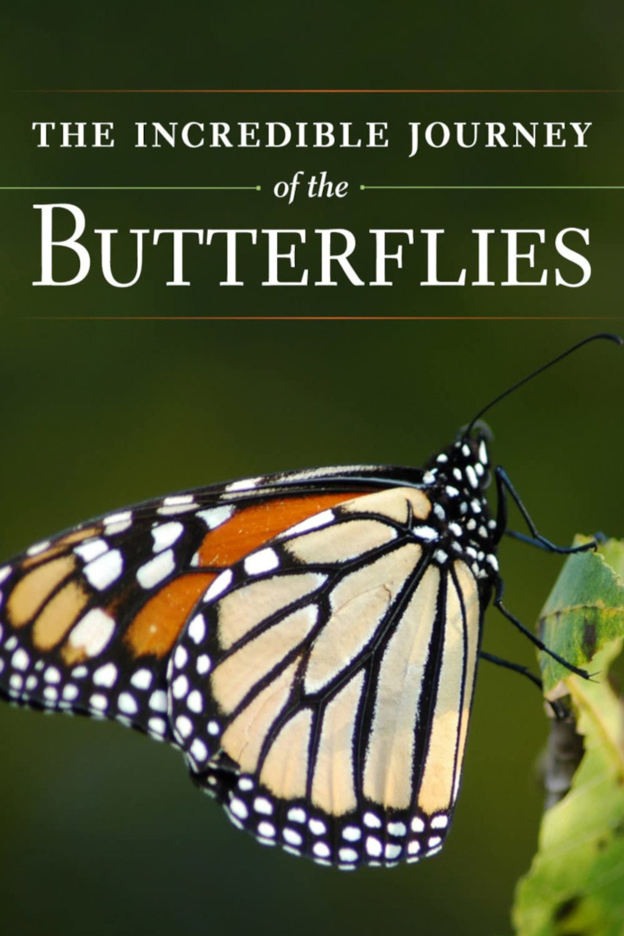 Pôster de The Incredible Journey of the Butterflies