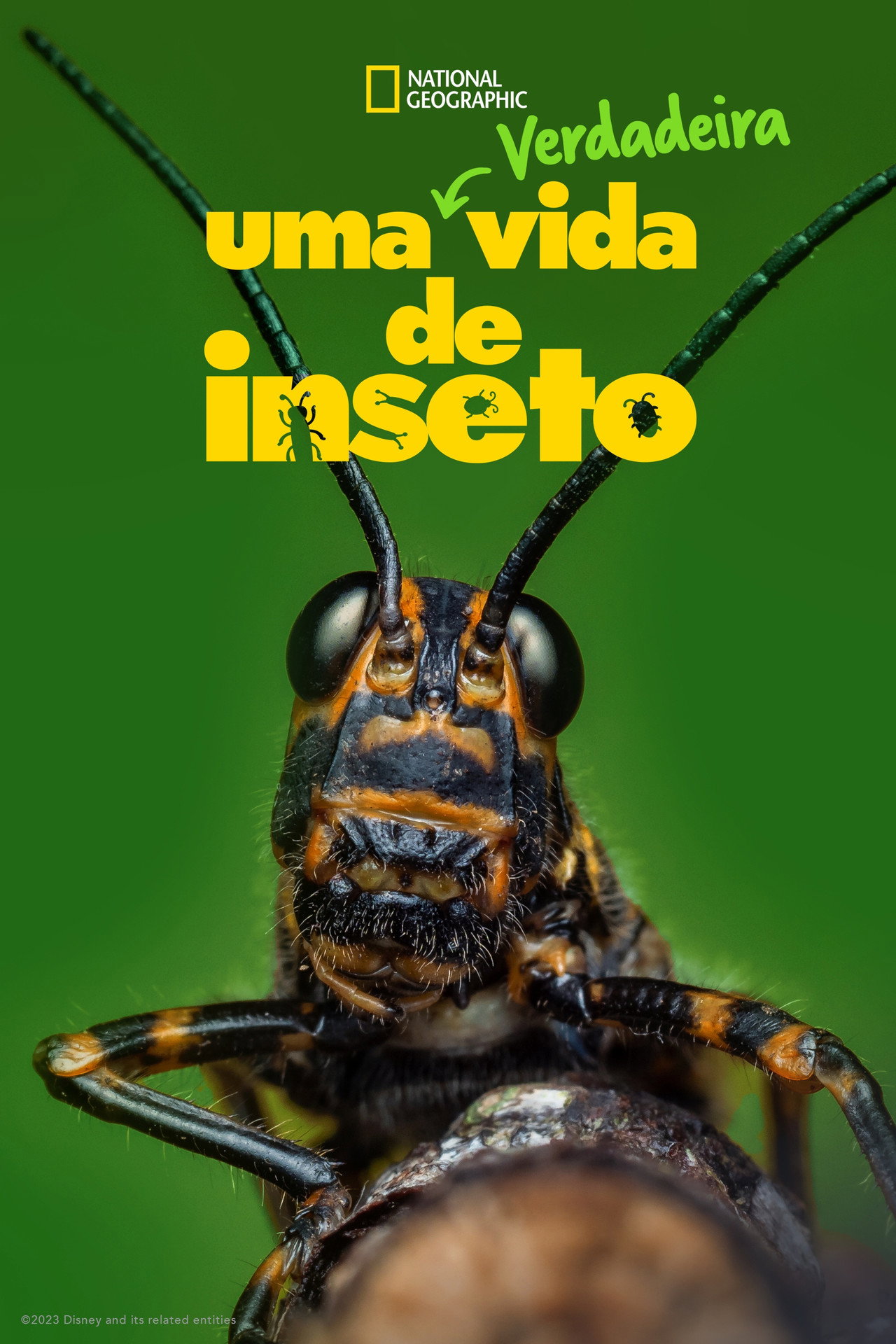 Pôster de Uma Verdadeira Vida de Inseto