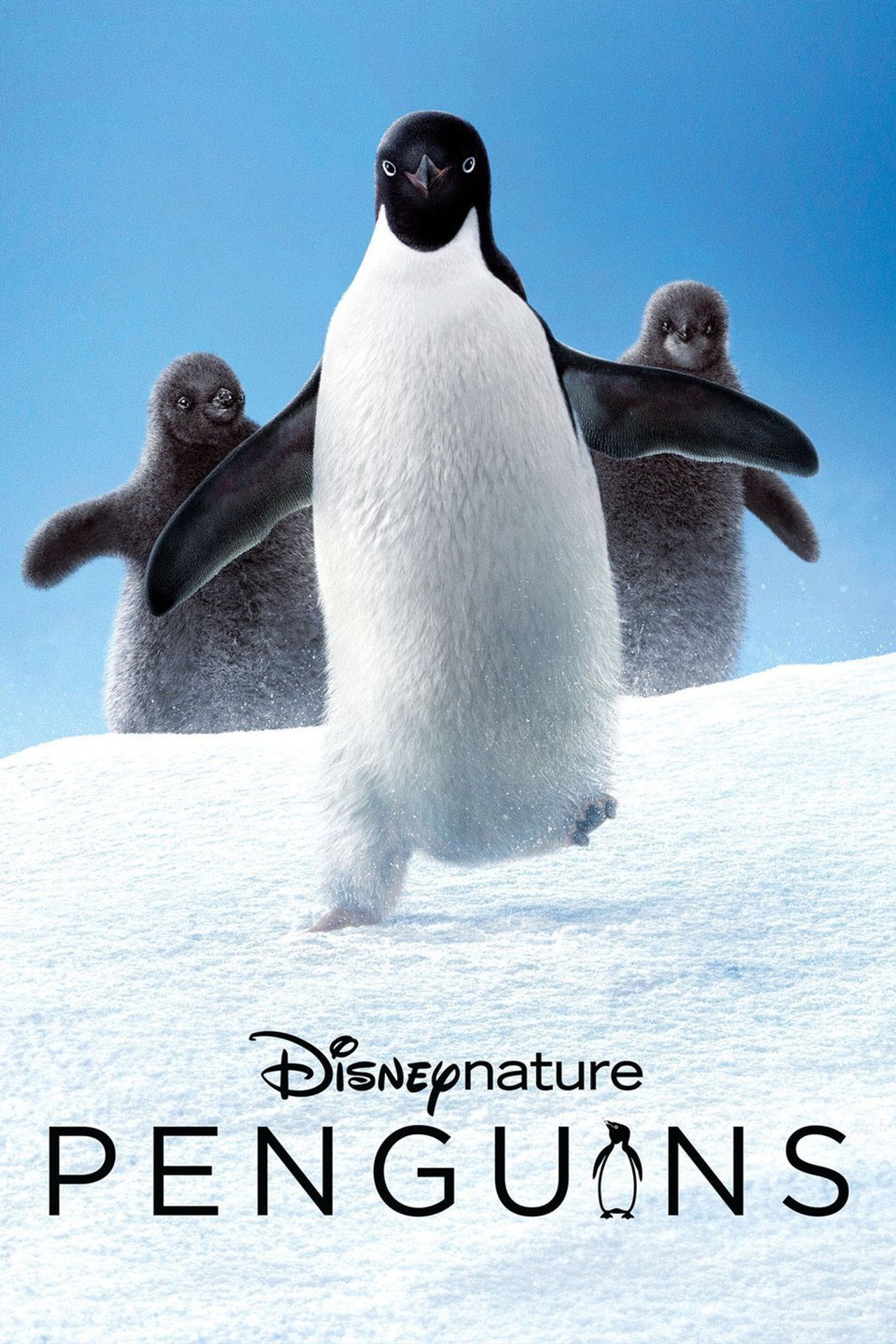 Pôster de Penguins
