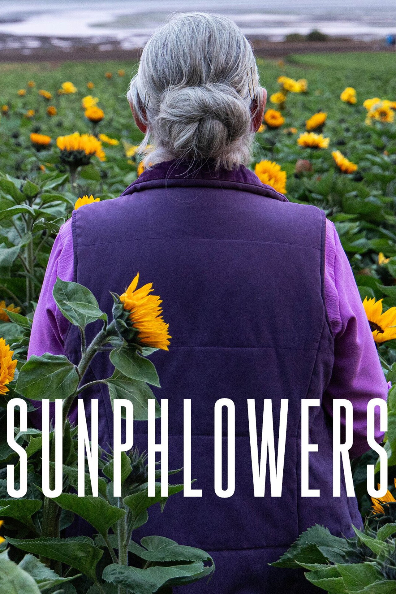 Pôster de Sunphlowers
