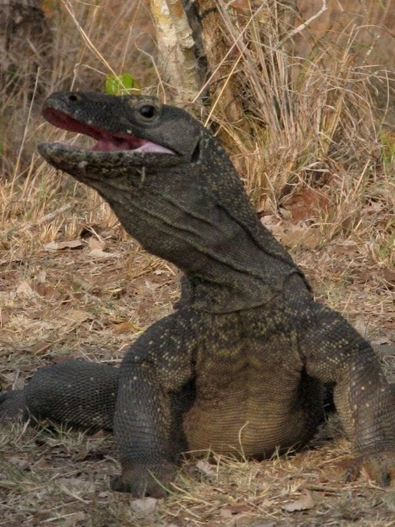 Pôster de The Natural World--Komodo: The Deadly Bite