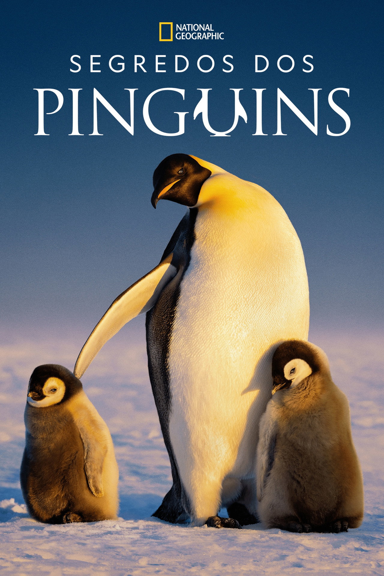 Pôster de Segredos dos Pinguins