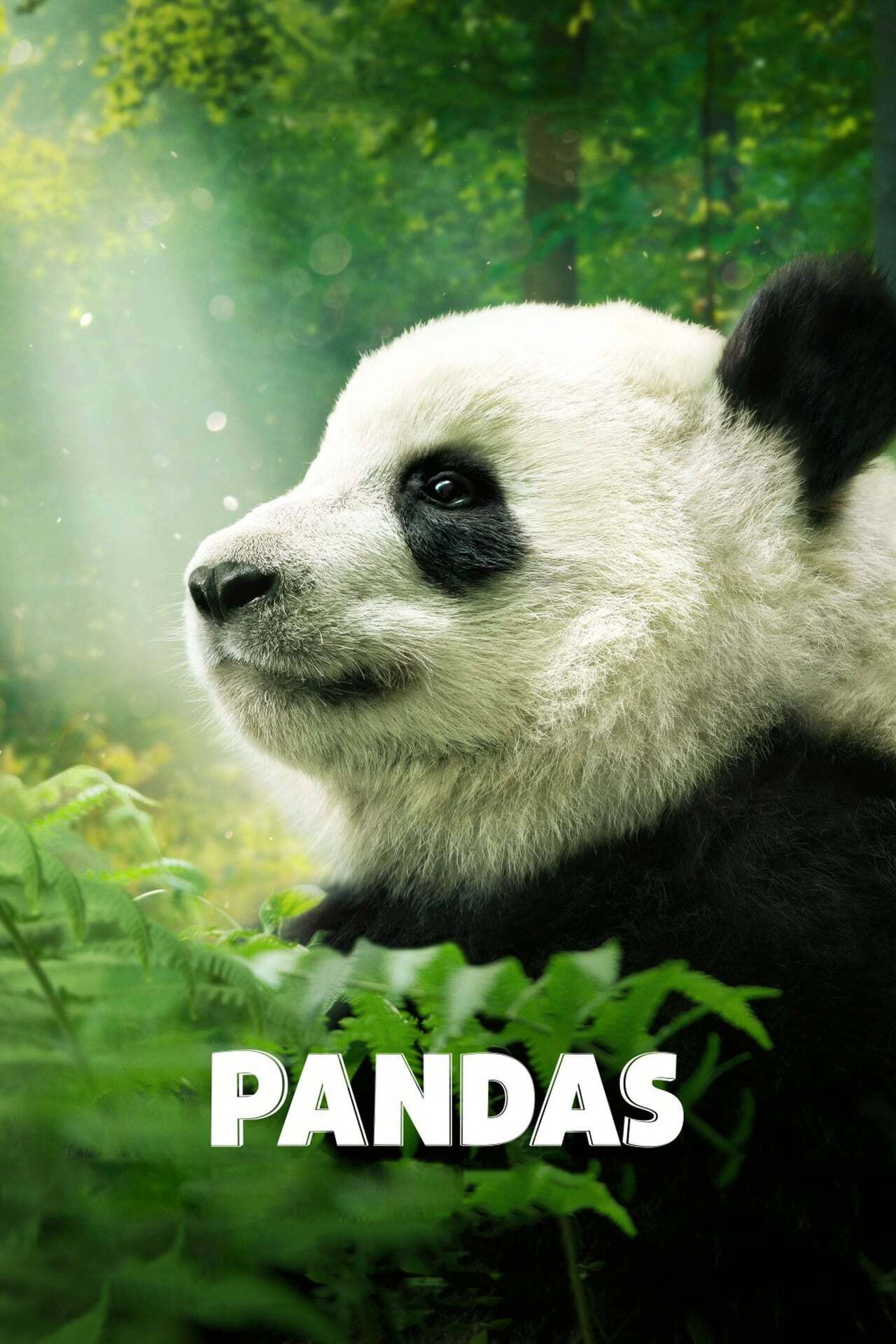 Pôster de Pandas