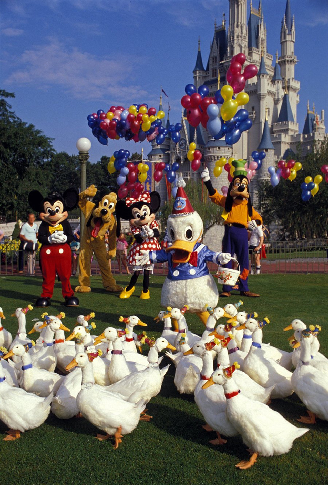 Pôster de Donald Duck's 50th Birthday