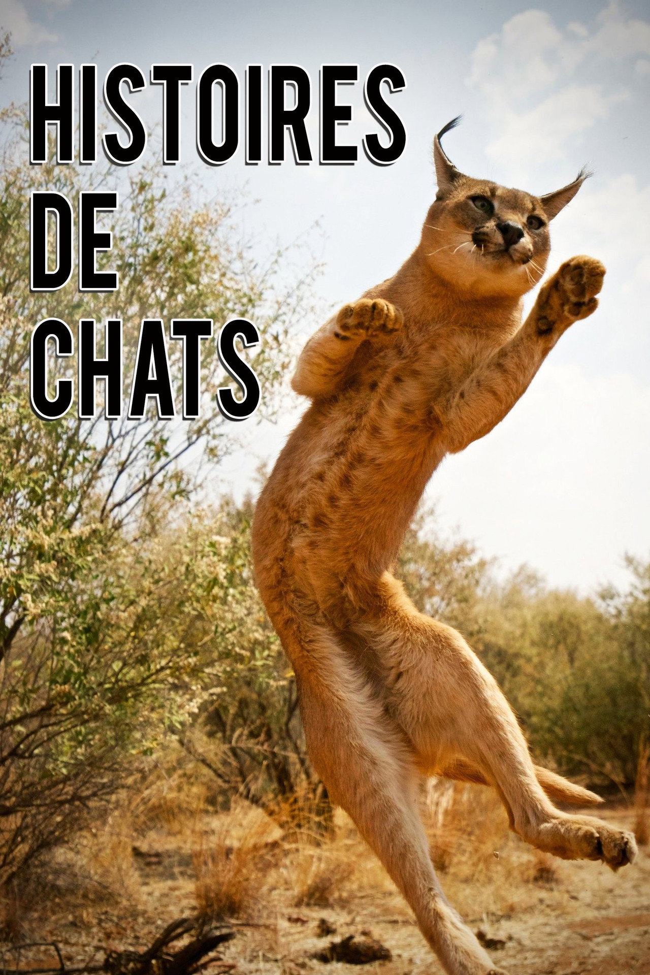 Pôster de The Story of Cats