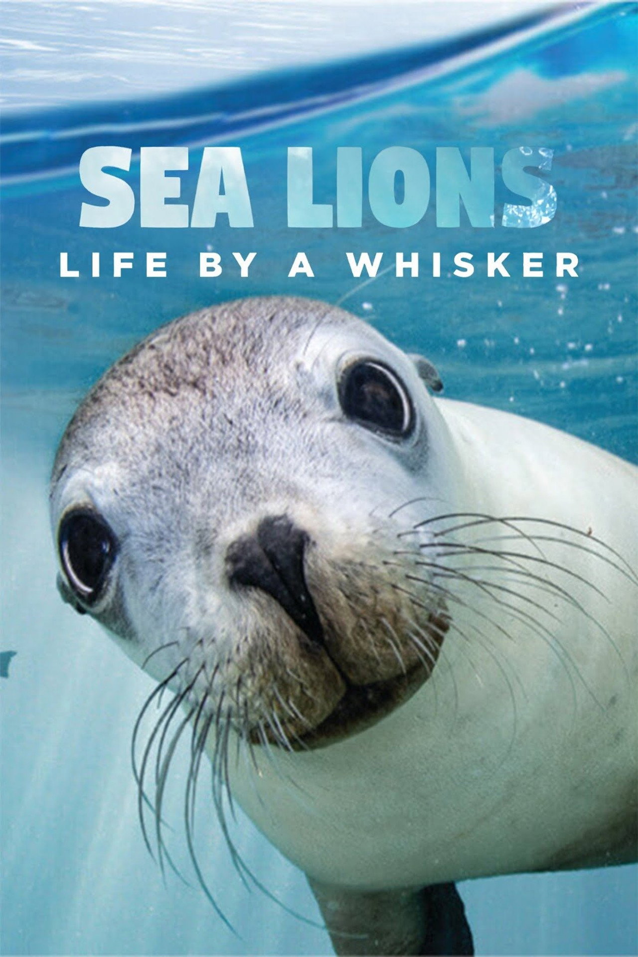 Pôster de Sea Lions: Life By a Whisker