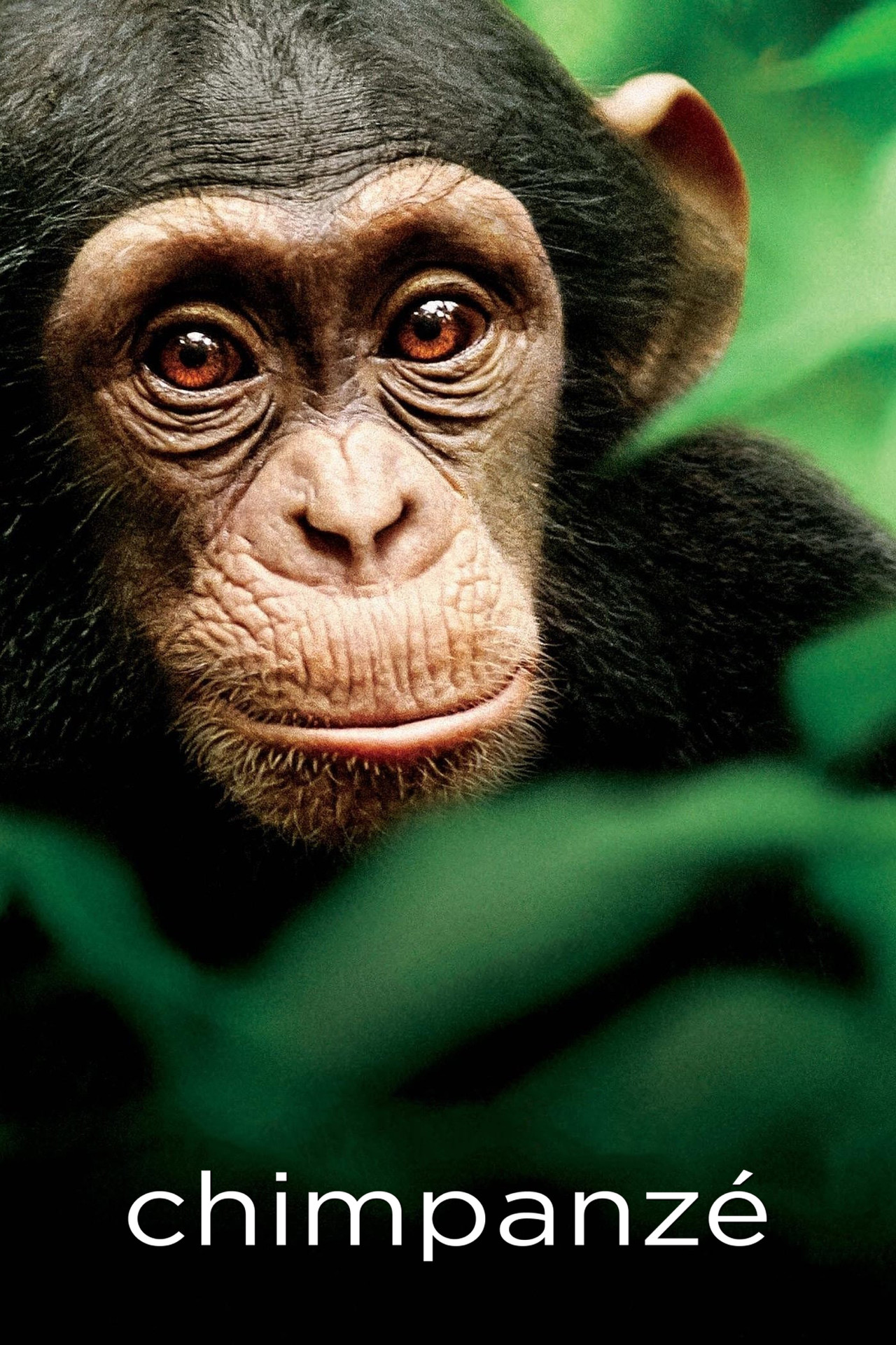 Pôster de Chimpanzé