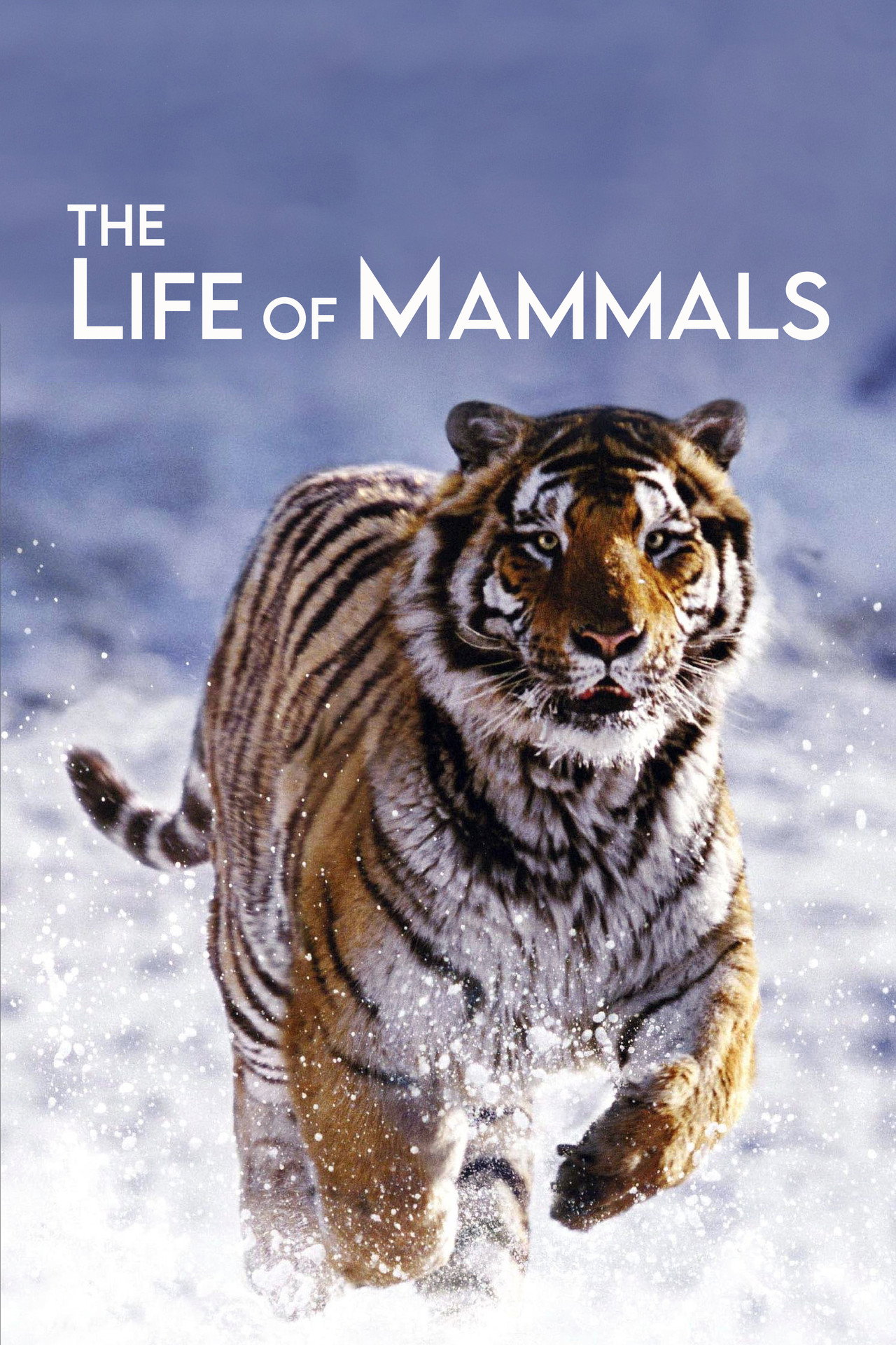 Pôster de The Life of Mammals