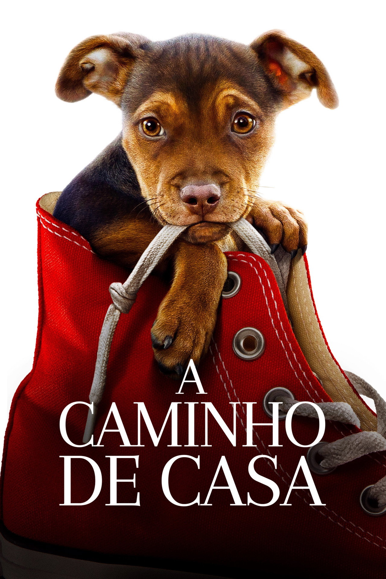 Pôster de A Caminho de Casa