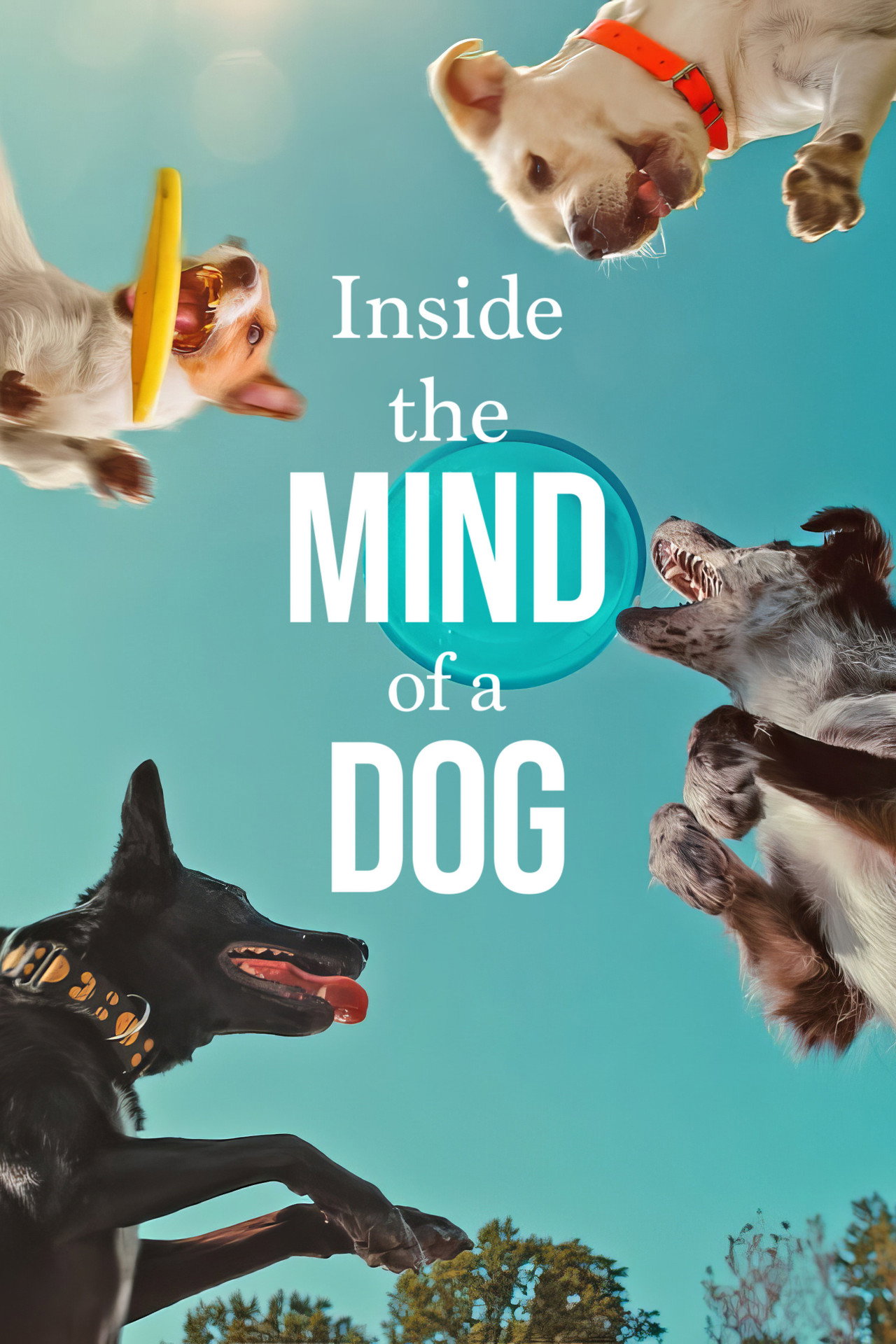 Pôster de Inside the Mind of a Dog