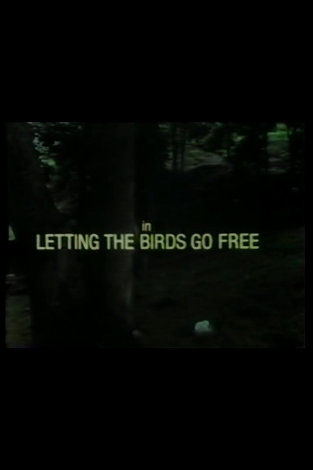 Pôster de Letting the Birds Go Free