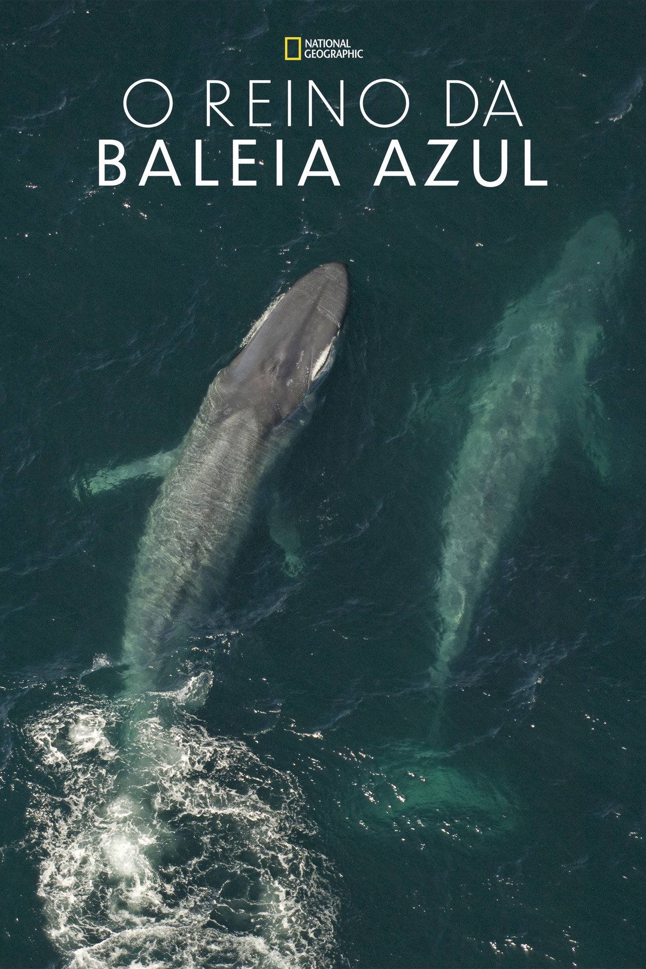 Pôster de O Reino da Baleia Azul