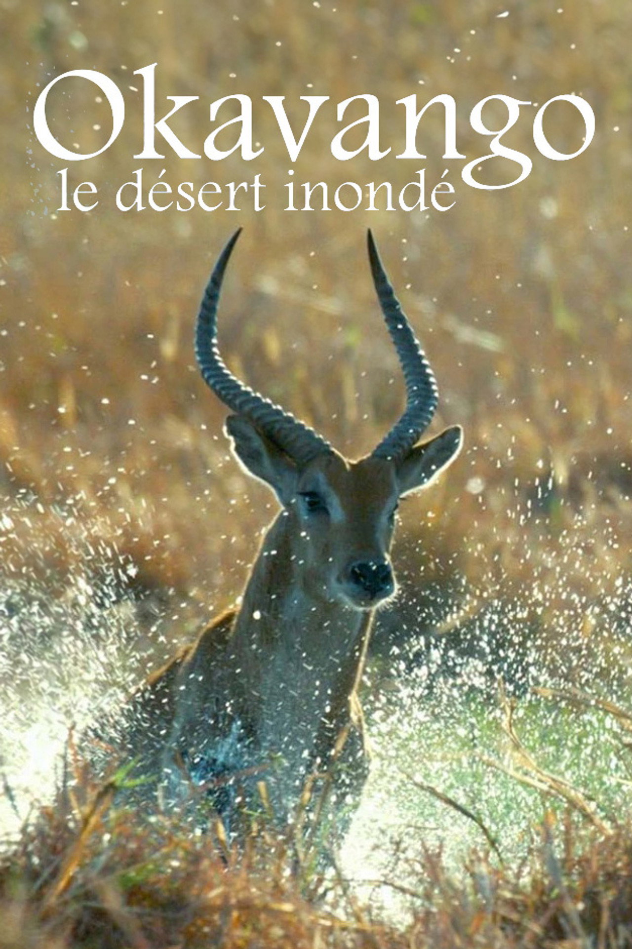 Pôster de Deserto Inundado