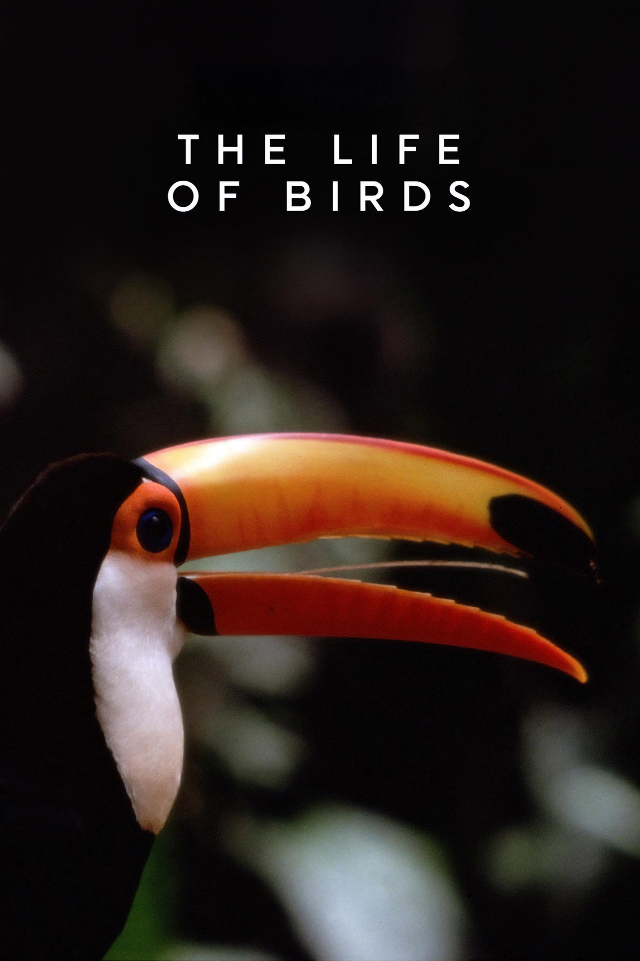 Pôster de The Life of Birds