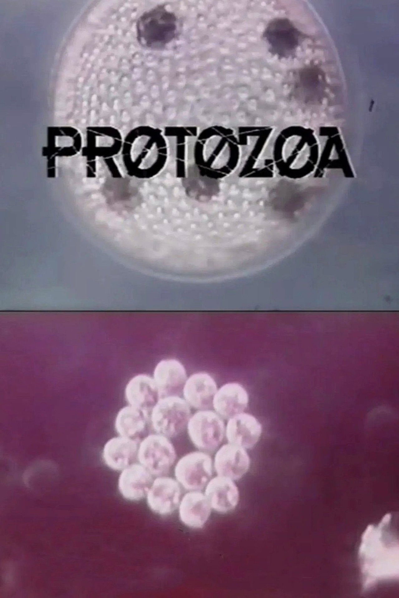 Pôster de Protozoa