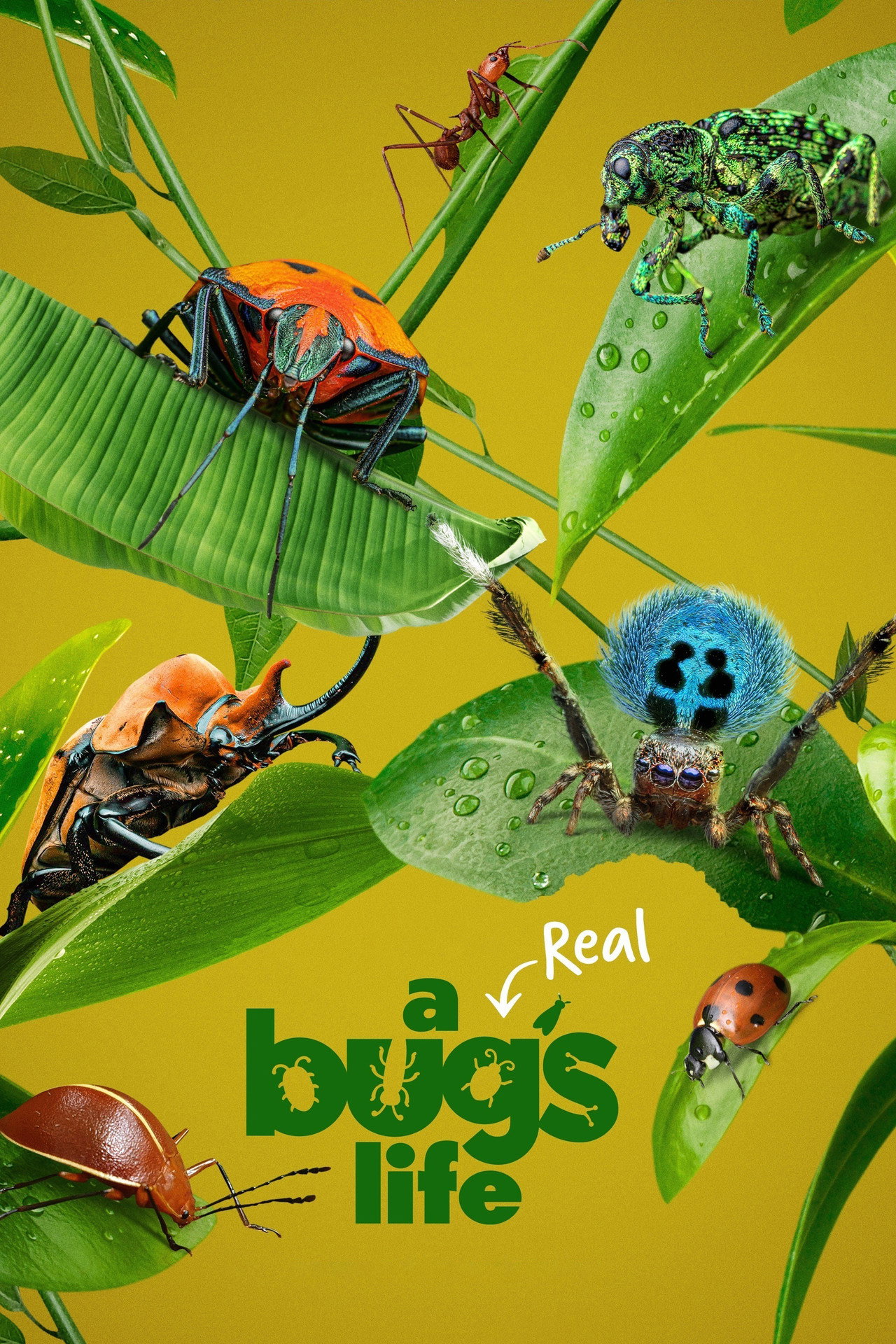 Pôster de A Real Bug's Life