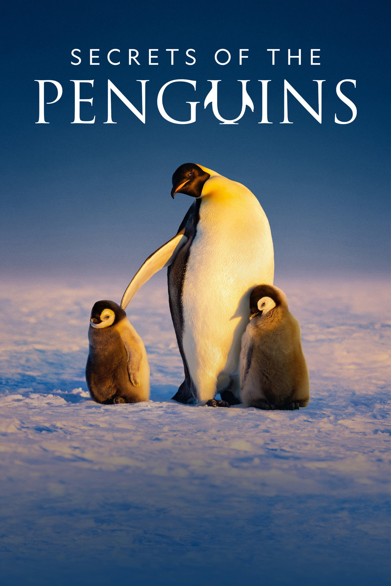Pôster de Secrets of the Penguins