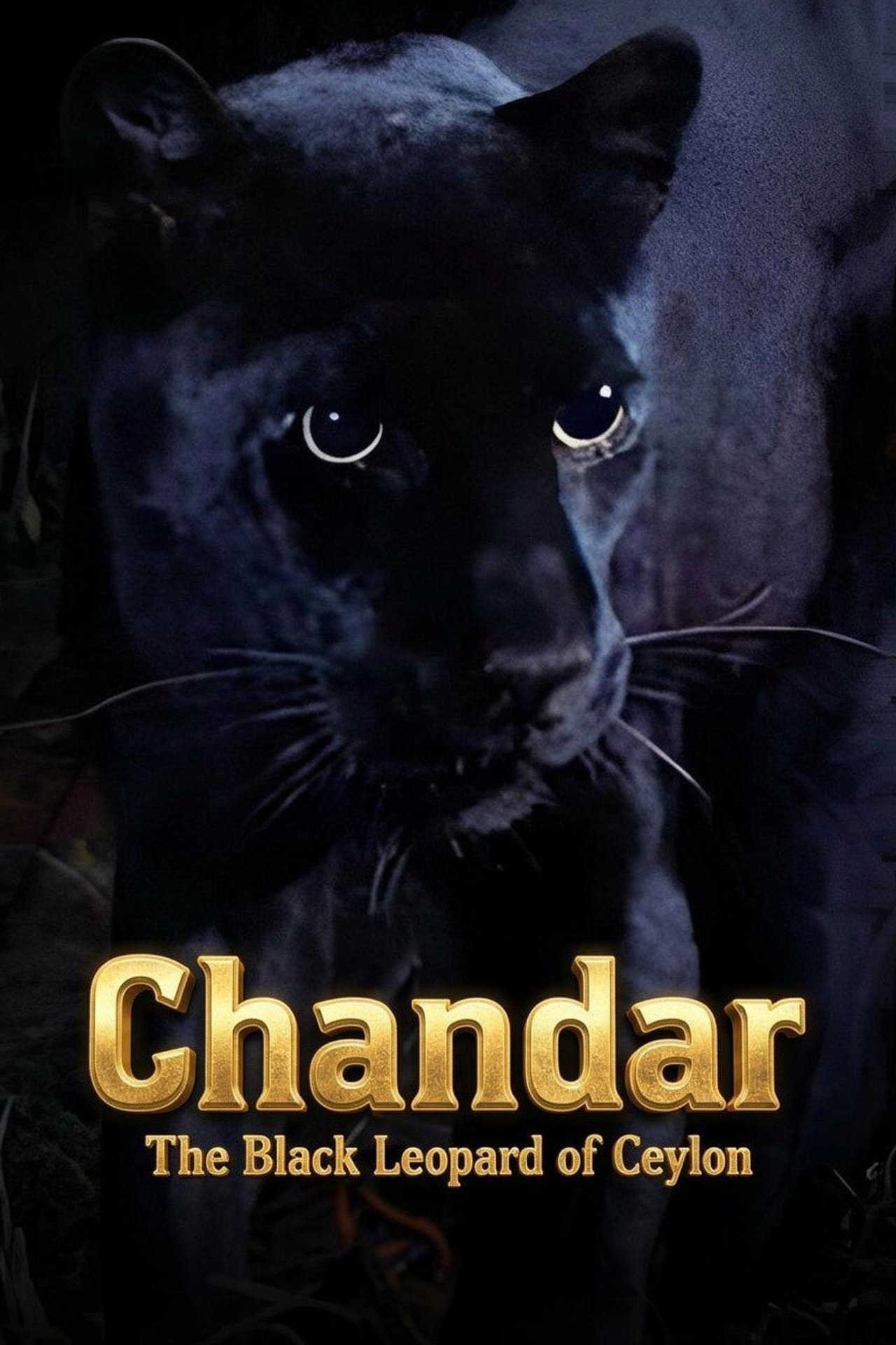 Pôster de Chandar, the Black Leopard of Ceylon
